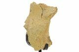 Fossil Hadrosaur Skull Section w/ Metal Stand - South Dakota #378561-1
